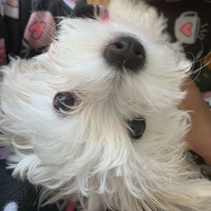 Meet your Posher, Kamora